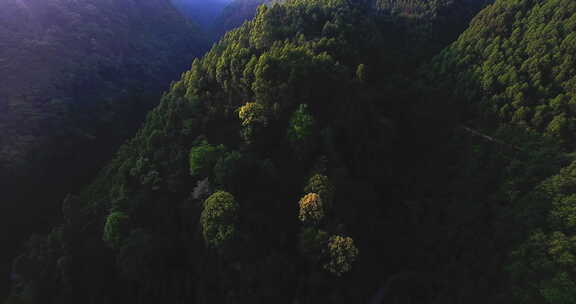 航拍大山风景森林林场早晨阳光美丽自然素材