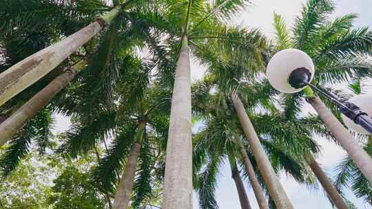 热带雨林棕榈树大王椰子树视频素材模板下载