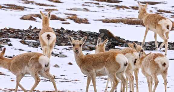 4K高清实拍野生动物藏羚羊高原雪山动物