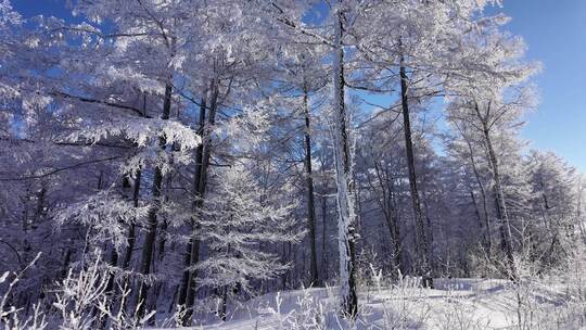 雪原森林纯净雾凇风景