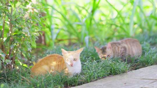 小猫咪悠闲地坐在草地上