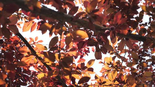 红色的树叶遮住了天空视频素材模板下载