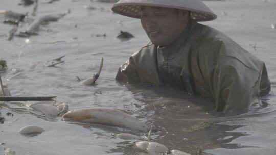 藕农在藕塘中挖藕LOG视频素材