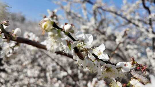 中国广东省广州市从化区广州流溪梅花节