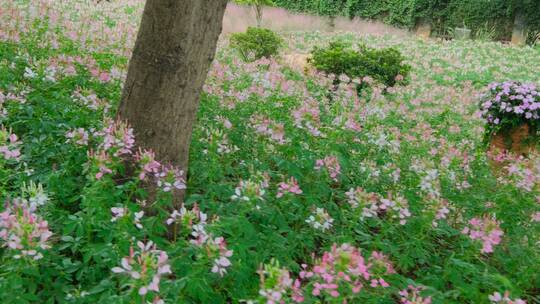 田间小路 花园 公园 花坛 醉蝶花