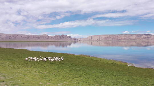 西藏 阿里北线一错再措 高原湖天上阿里羊群