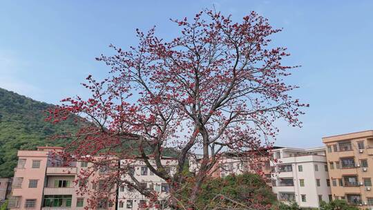 城市中盛开的木棉树