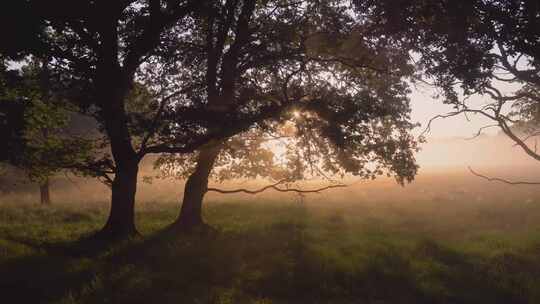 晨曦中雾气弥漫的草地树木自然风景