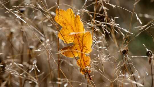 枯黄的树叶掉落在草丛里