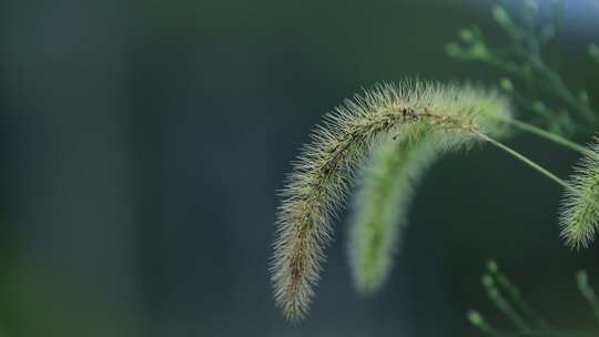 狗尾巴草小清新干净4k素材