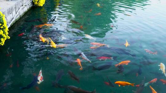济南五龙潭公园游客喂食在水中游动的锦鲤视频素材模板下载
