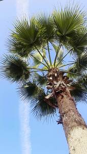 夏天春天里的棕榈树椰树热带植物蓝天白云
