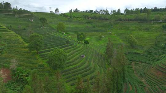 航拍茶山茶园