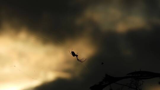黄昏蜘蛛网上的蜘蛛