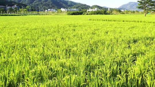 稻田、麦浪