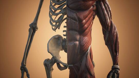 人体肌肉和骨骼的图像