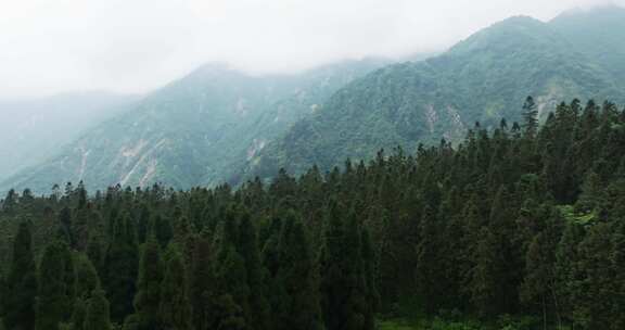 大山深处航拍森林四川龙池自然保护区