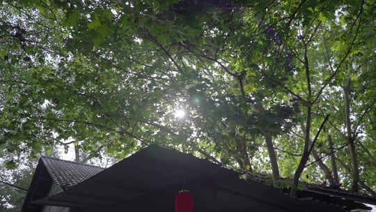 夏季树荫树林红灯笼视频素材模板下载