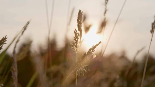 日落背景下高草背光的特写镜头