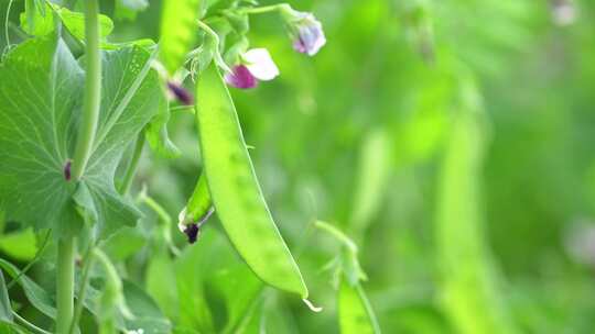 豌豆蔬菜