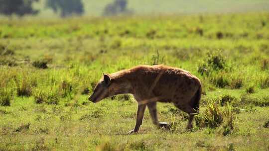 Maasai Mara，非洲，平原，肯尼