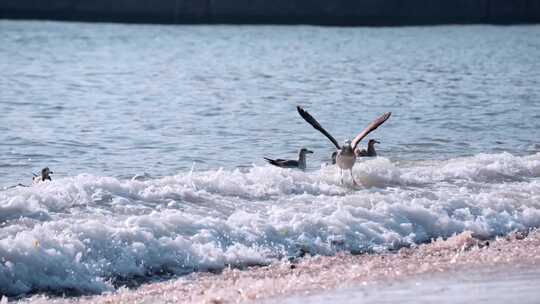 海面海浪上飞翔的海鸥