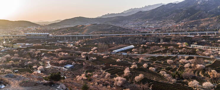 崂山庙石村春季樱花地铁航拍乡村早晨