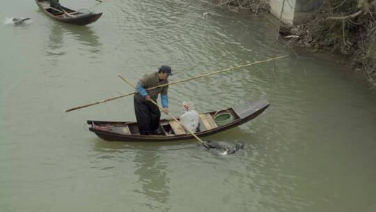 鸬鹚 水老鸦 鱼鹰 鷧 乌鬼捕鱼