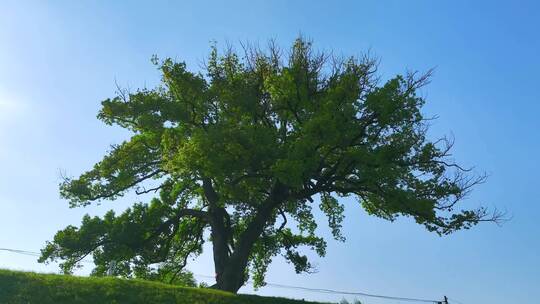 一棵百年老香樟树2