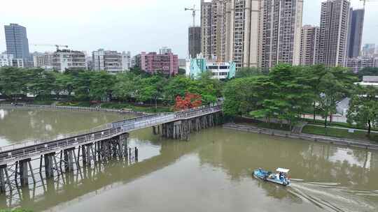 中国广东省广州市荔湾区花地河凤凰花