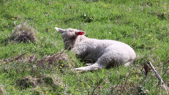 小羊躺在草地上吃草