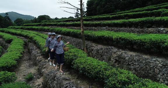 茶园 茶叶 茶 茶山 茶文化