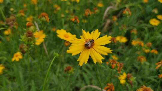 城市公园鲜花种植植物实拍