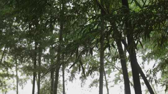 下雨天竹林景观特写，竹节挺拔竹叶繁茂