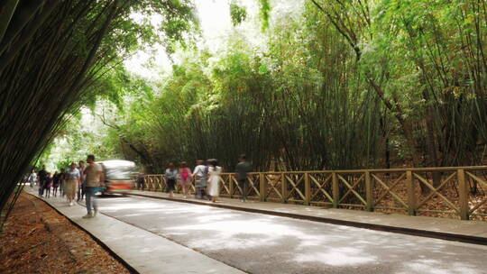 成都熊猫基地竹林小道行人游客延时