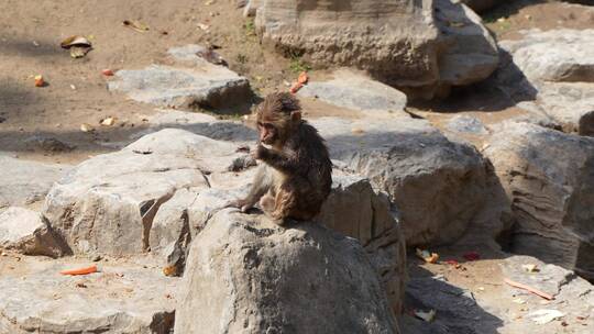 猕猴小猴在吃东西