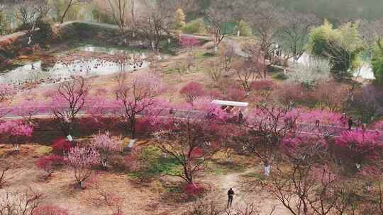 航拍杭州西溪湿地梅花风景