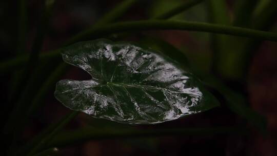 慢镜头-雨滴落在雨林绿叶上唯美空镜