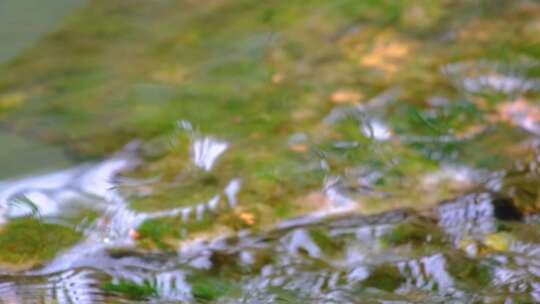 杭州植物园公园小溪流水特写