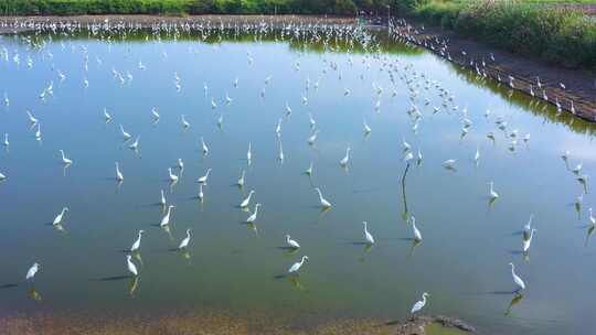 白鹭飞、湿地白鹭