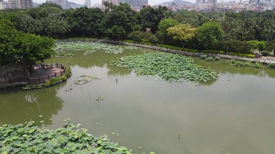 航拍福建泉州西湖公园荷花盛开