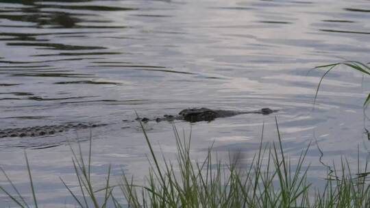 鳄鱼在湖里游泳