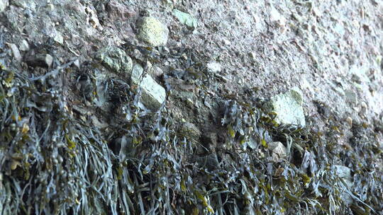 岩石上干枯的海藻特写视频素材模板下载