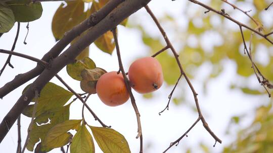 【空镜】4K自然秋天乡村果园柿子成熟