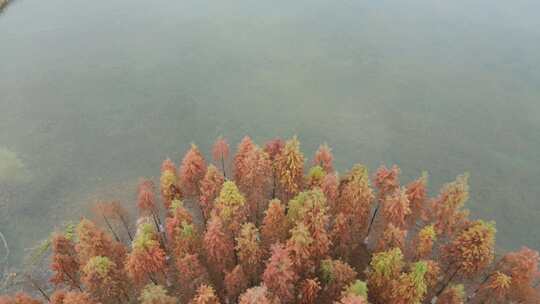 航拍长沙松雅湖公园秋天红色水杉林
