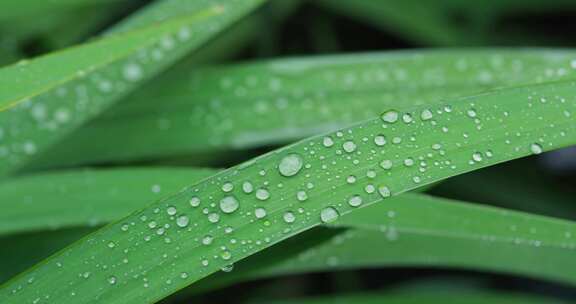 雨天植物叶子上的露珠