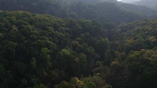 树林森林热带雨林高山森林