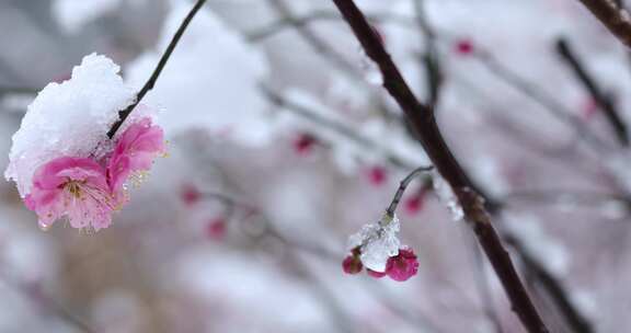 冬季下雪红梅花盛开红梅傲雪