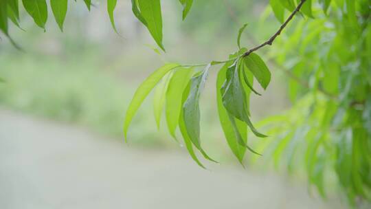 C0043 春天雨天桃树叶未成熟桃子