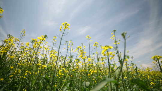 油菜花 油菜花海 乡村振兴 田野